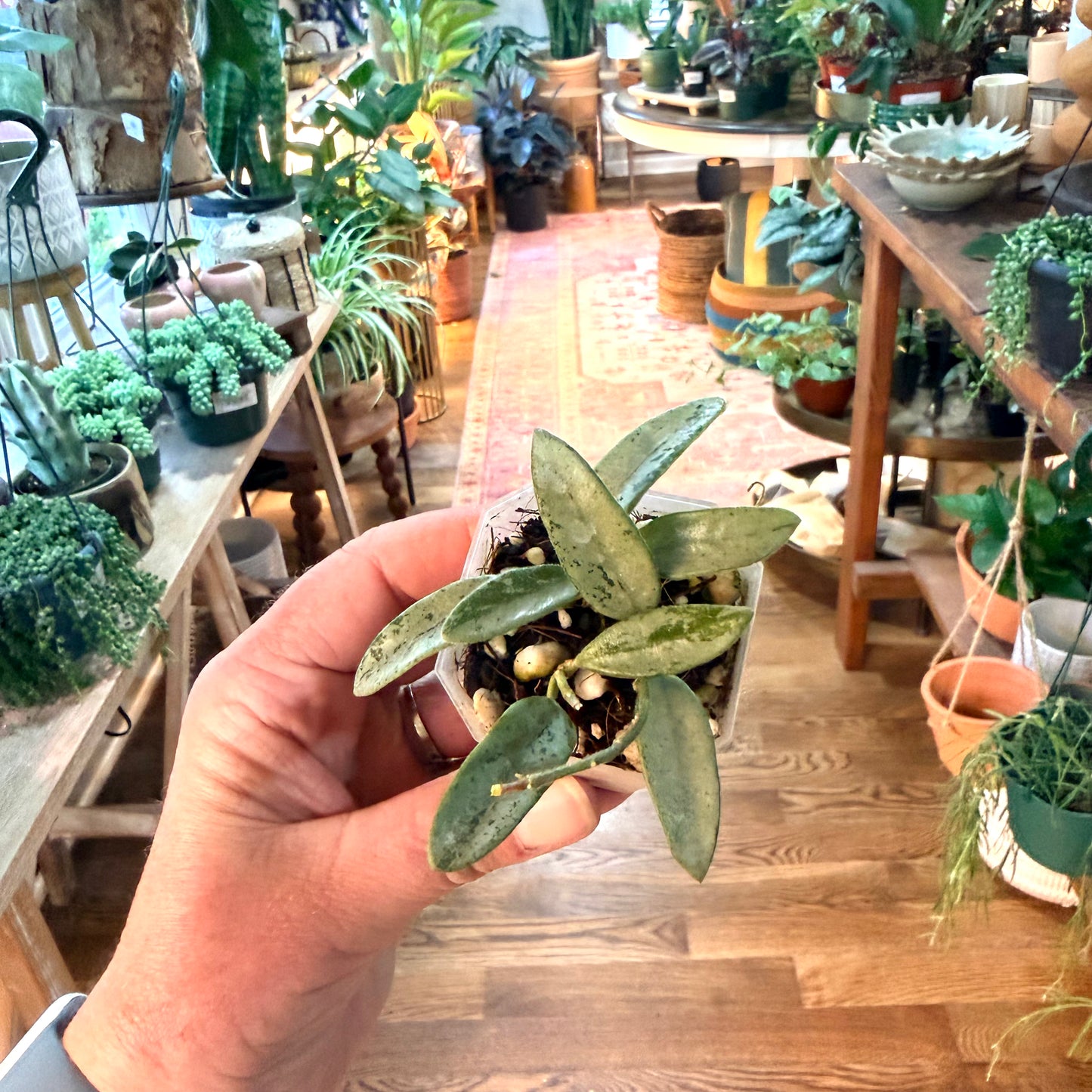 Hoya china silver NOID