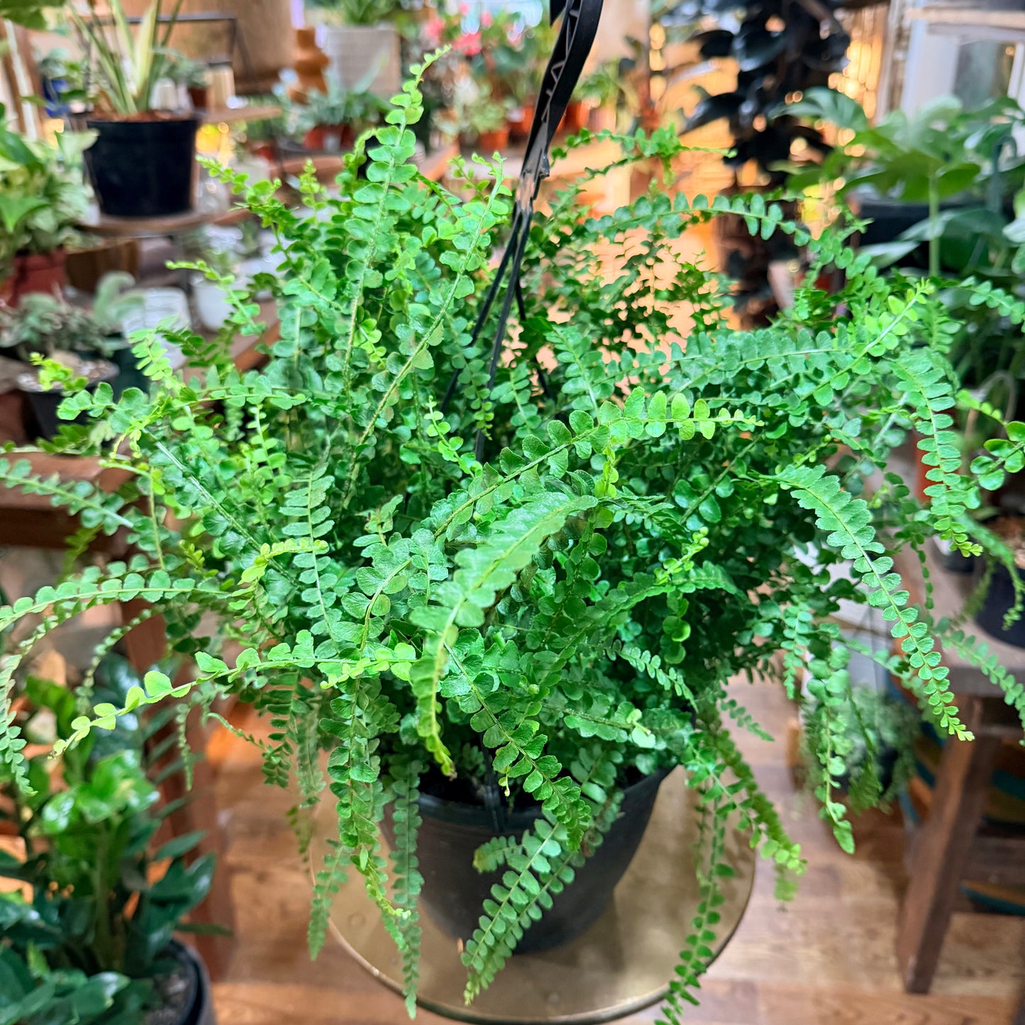Lemmon Button Fern