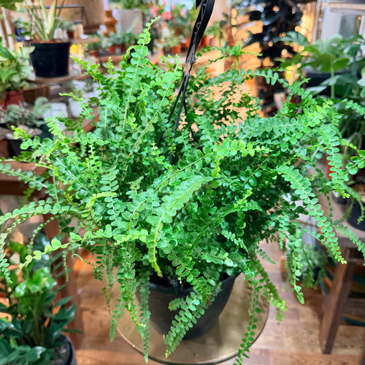 Lemmon Button Fern