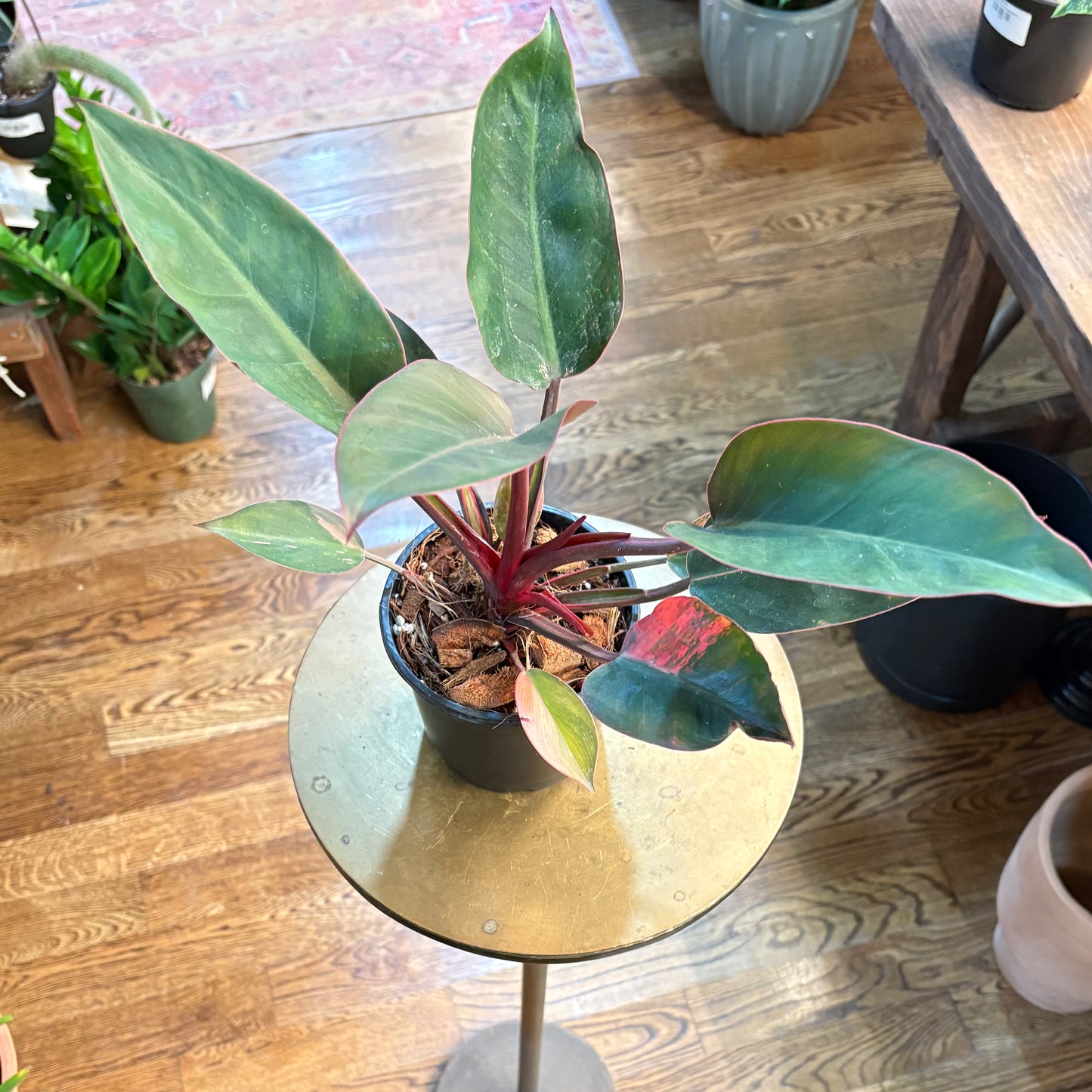 Philodendron 'Red Congo Variegated  aka ('Red Hot') 6"