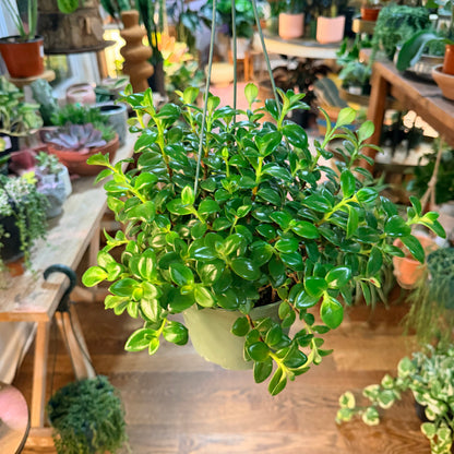 Goldfish Plant