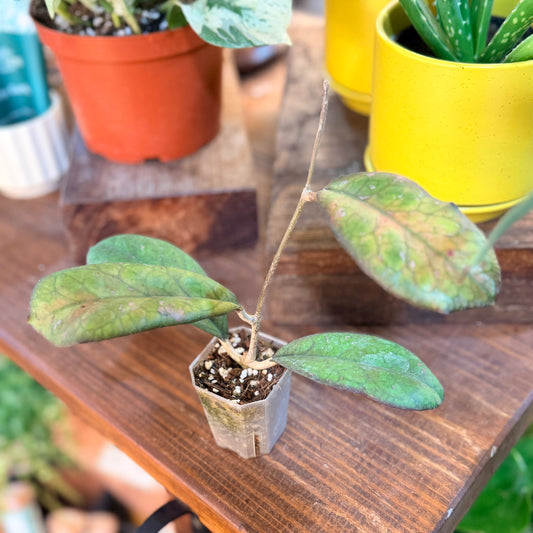 Hoya Leoensis