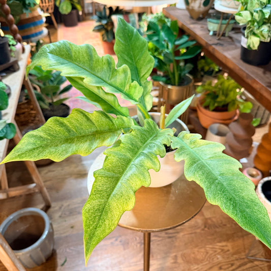 Philodendron 'Pluto - Mint Variegated'