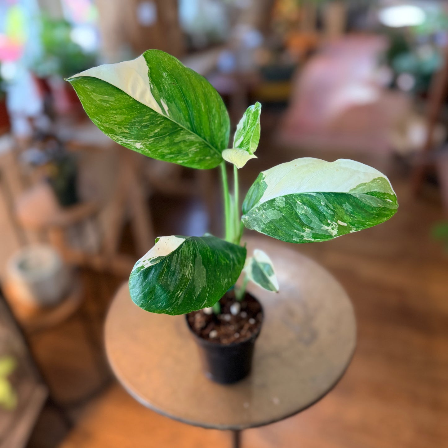 Monstera lechleriana variegated
