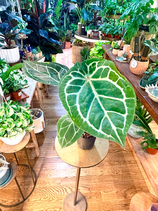 Anthurium 'Red Crystallinum F3 x Michelle x Zara'