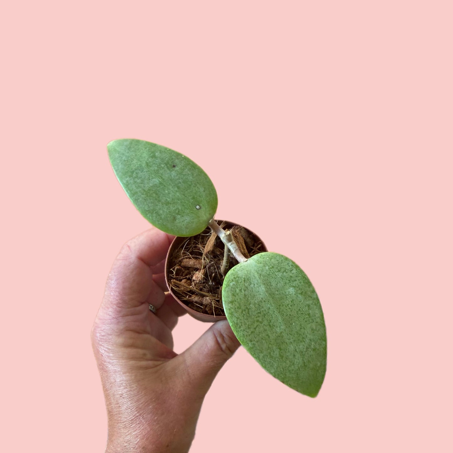 Hoya AH aurora