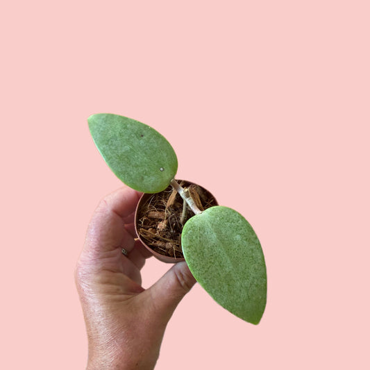 Hoya AH aurora