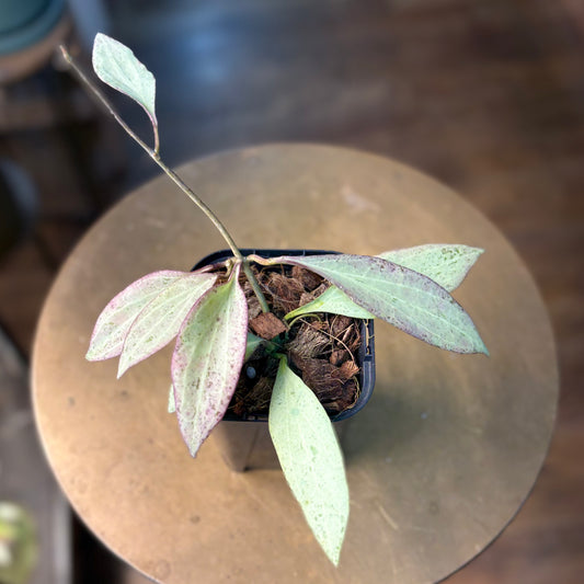 Hoya “Nicholsoniae” New Guinea Ghost