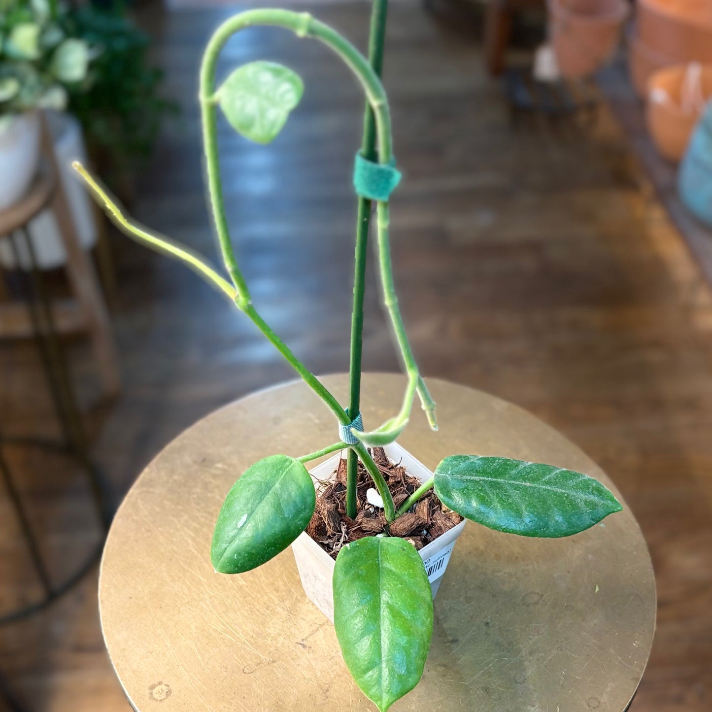 Hoya sp. ut168 (H. ruthiae)