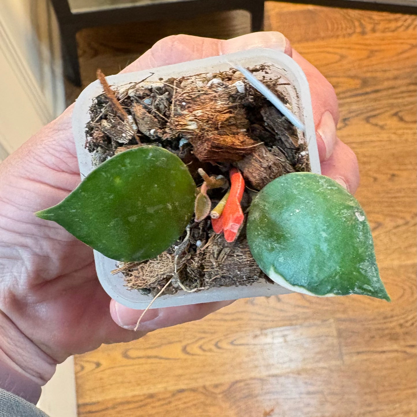 Hoya Lacunosa Asami Var.