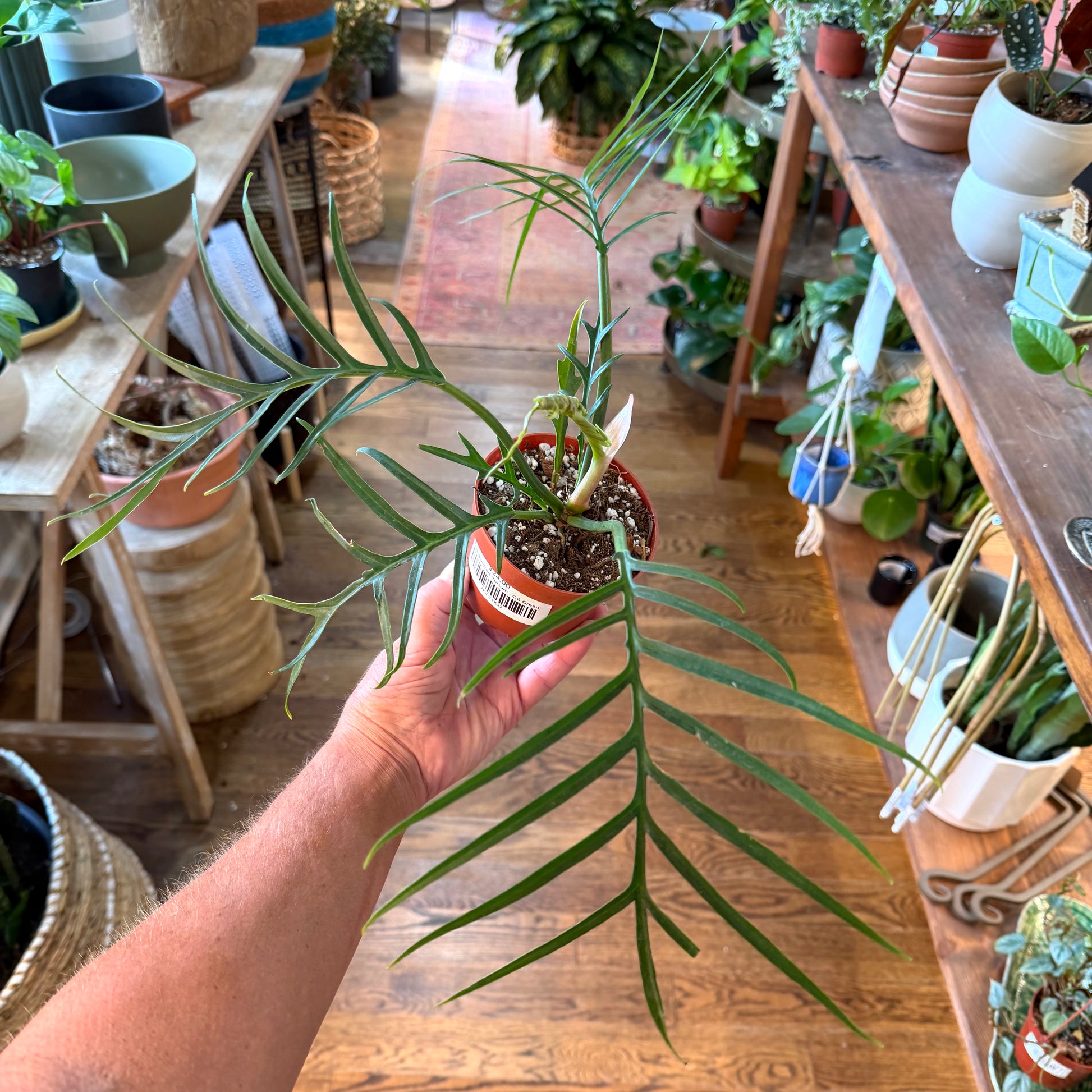 Philodendron 'Tortum - OG Green'
