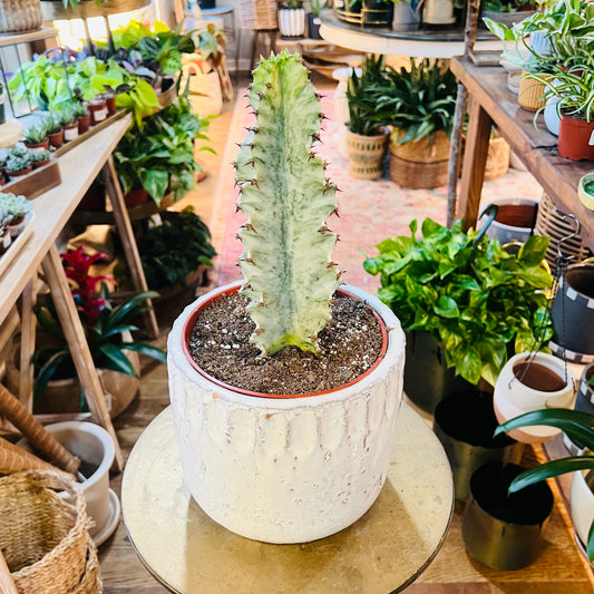 Euphorbia Ammak VAR