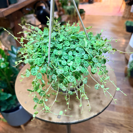 Peperomia 'String of Turtles'