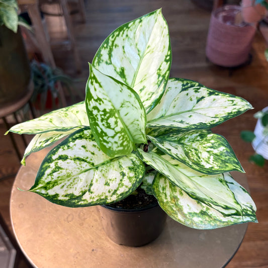Aglaonema White Beauty