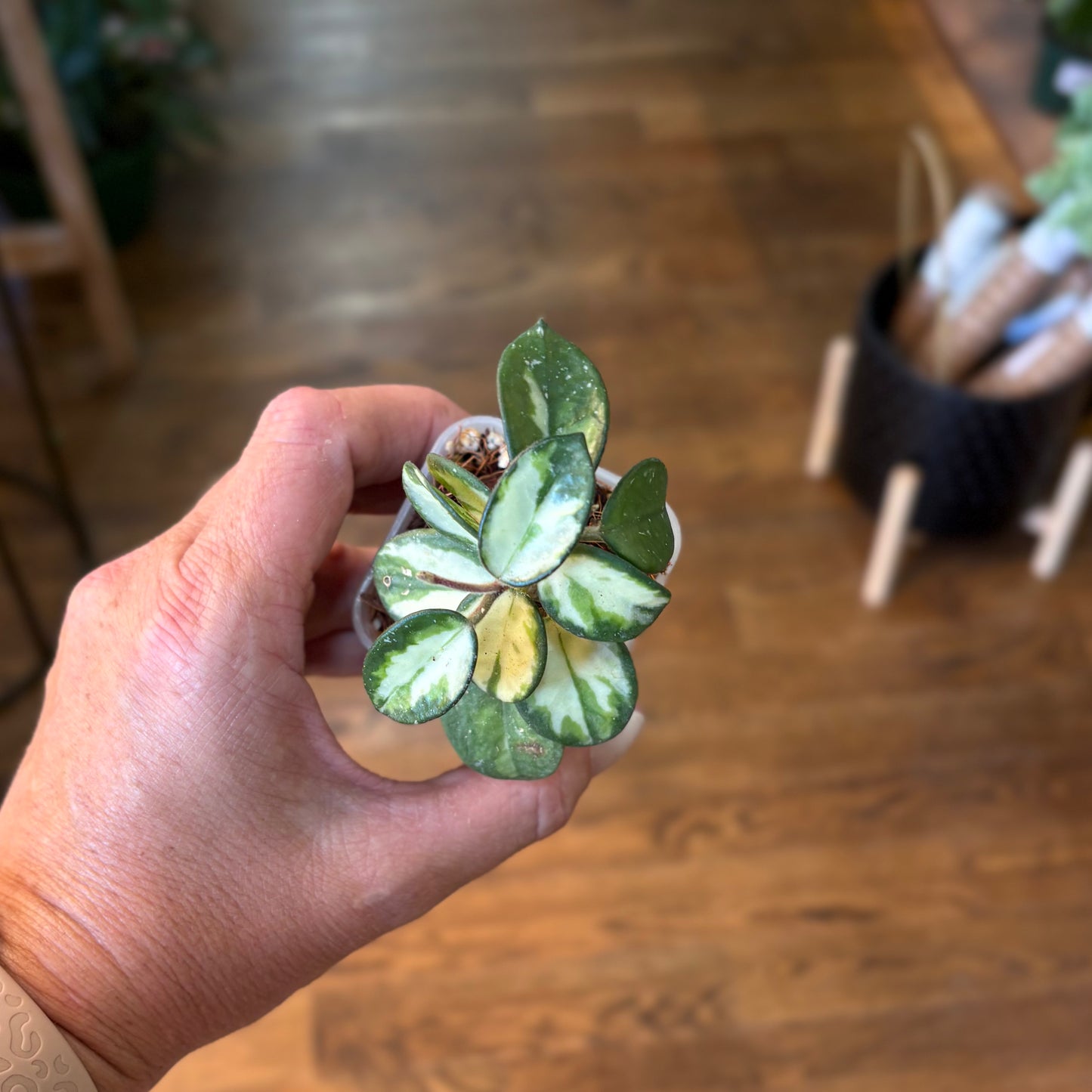 Hoya Mathilde inner variegated