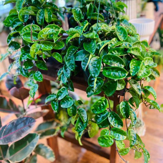 Hoya Carnosa krinkle