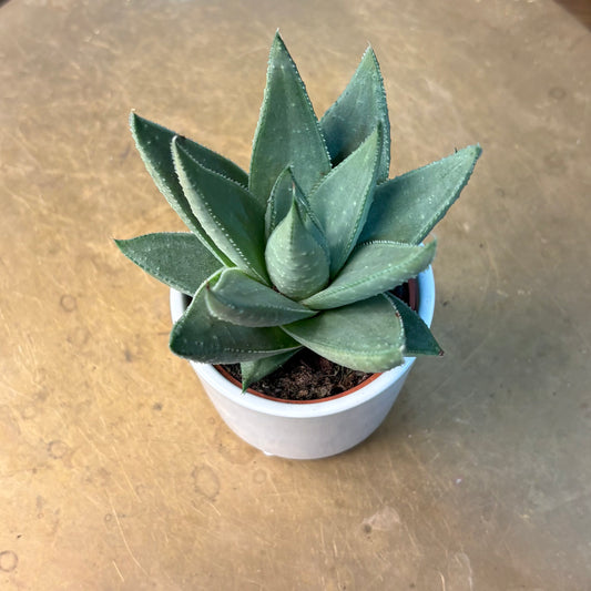 2” Succulents In Pots