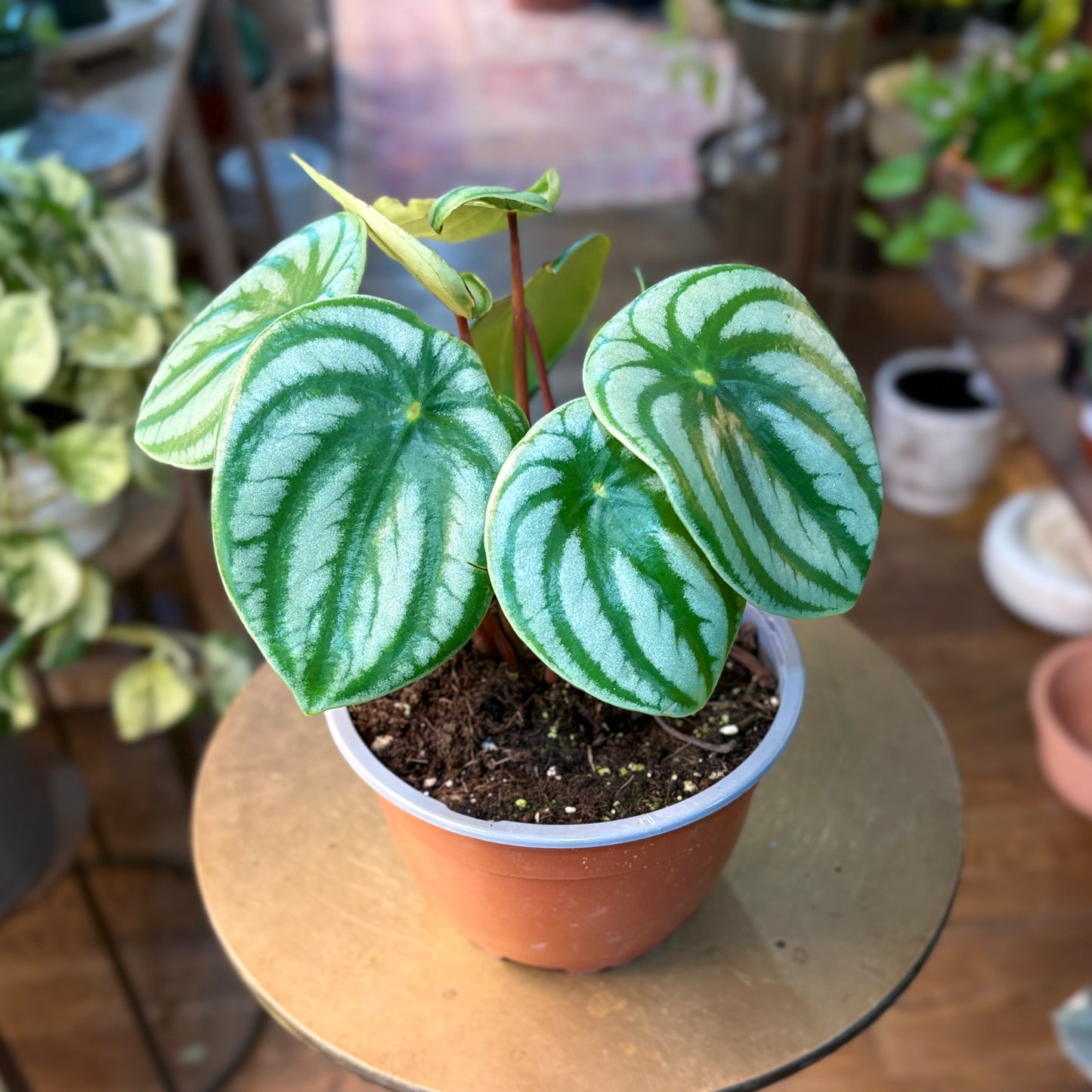 Peperomia watermelon