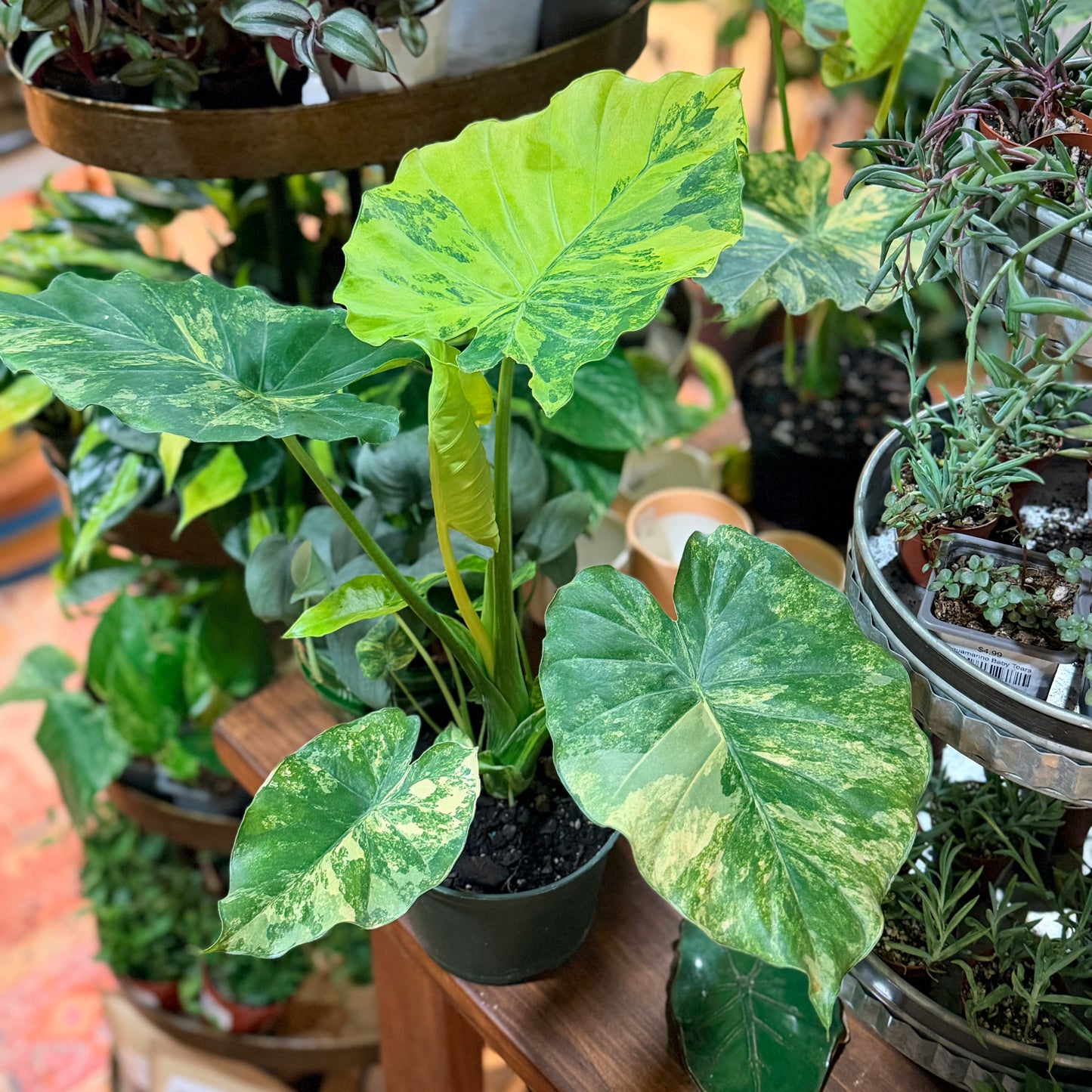 Alocasia Aurea Gageana