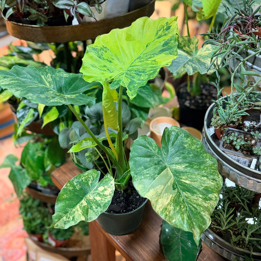 Alocasia Aurea Gageana