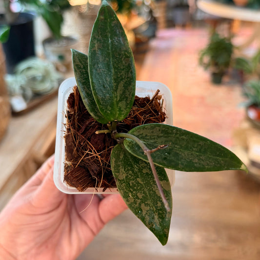 Hoya 'Wilbergiae Pink Crush'
DMW001-U