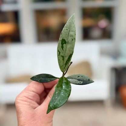 Hoya cuttings