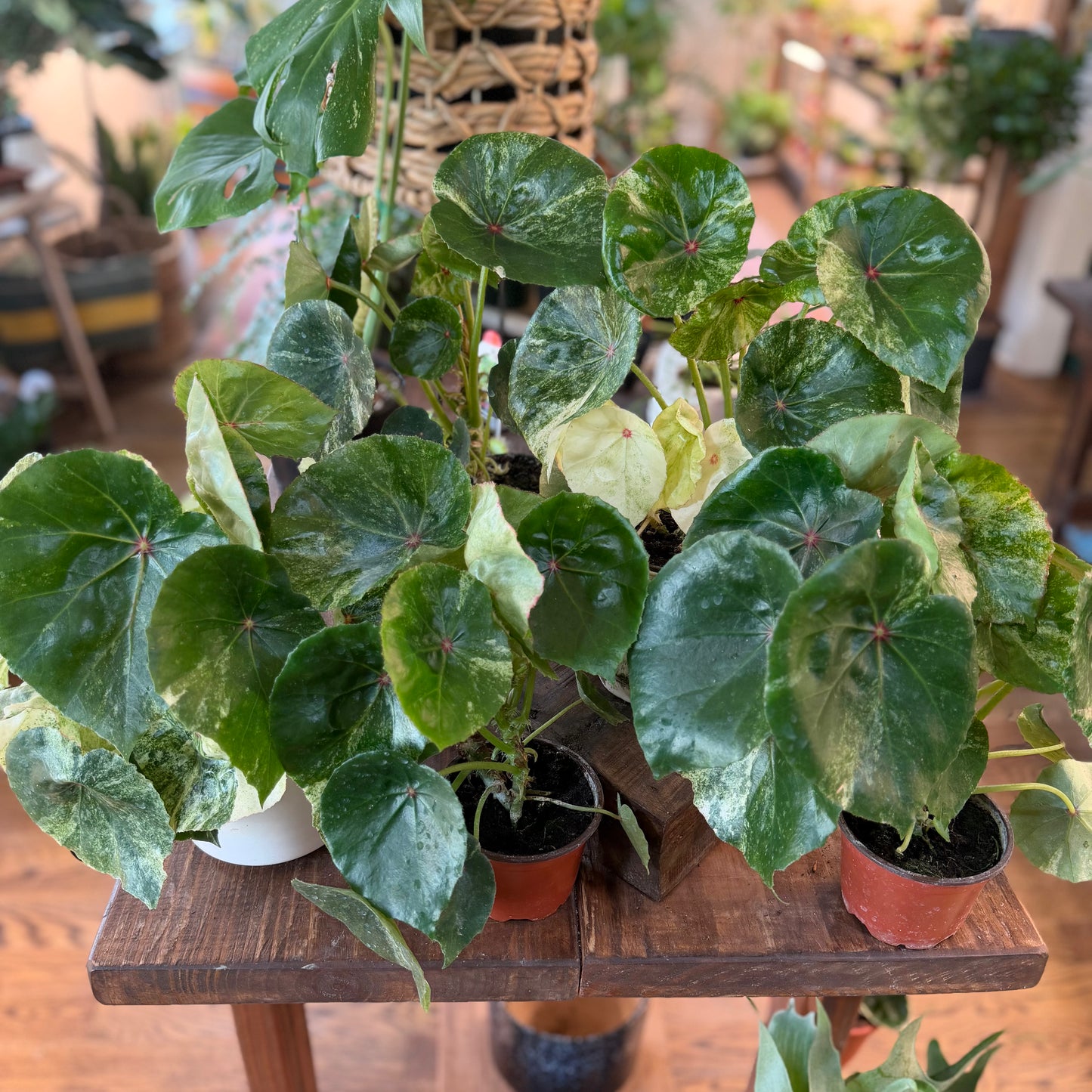 Begonia Rouge variegated shops choice