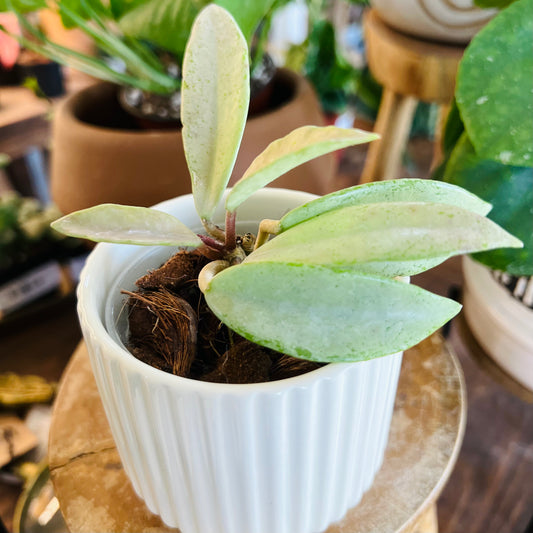 Hoya Wilbur graves silver china