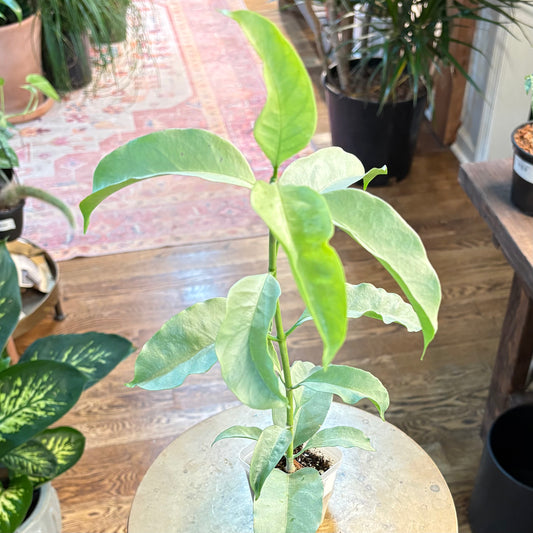 Hoya 'Multiflora - Silver'