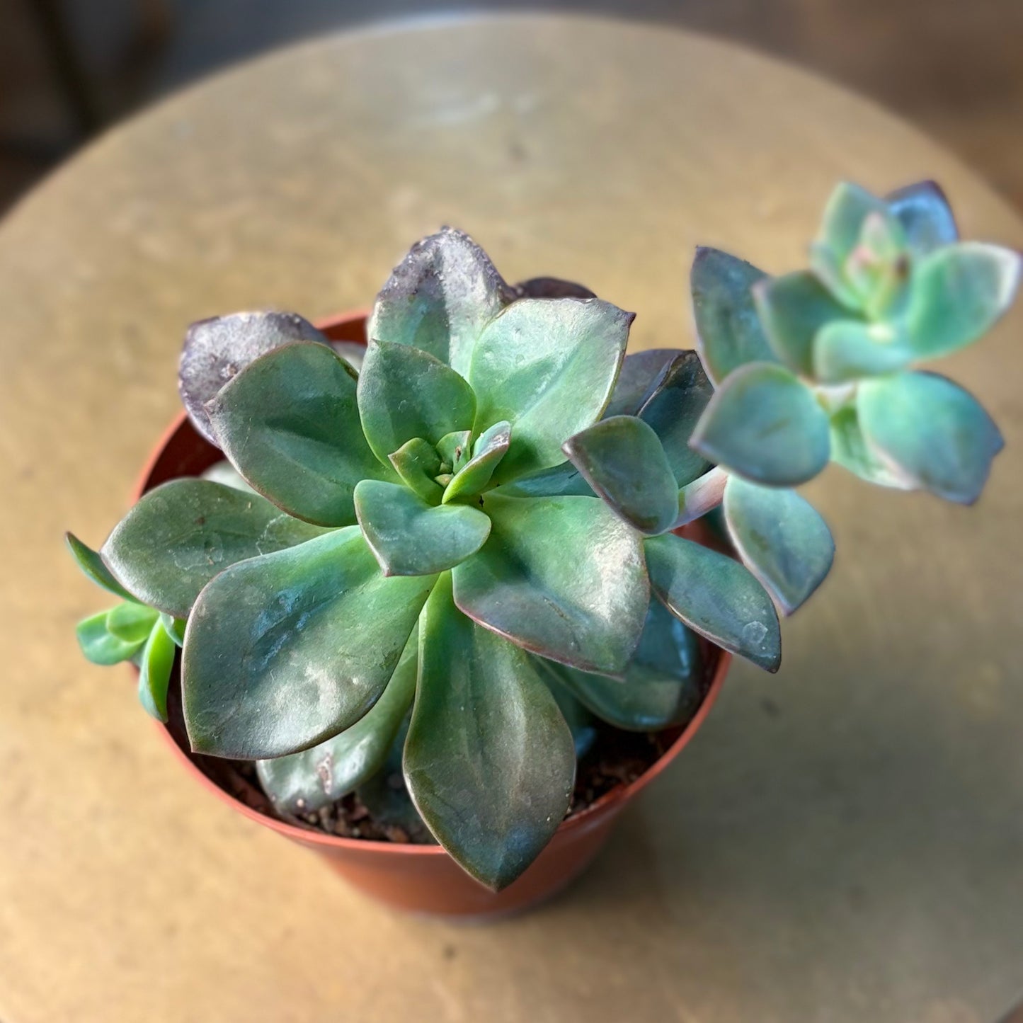 Echeveria Chroma