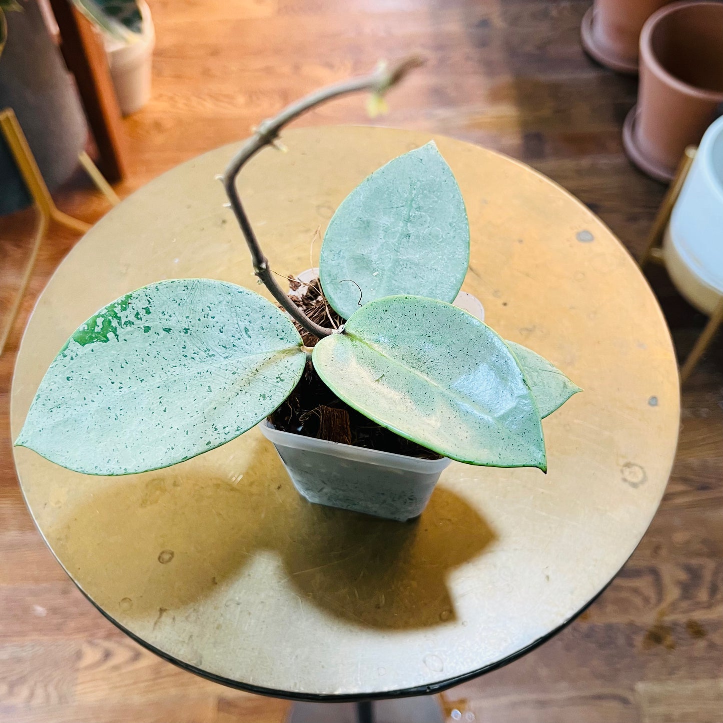 Hoya Verticillata Silver Heart