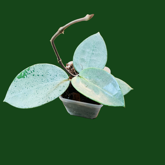 Hoya Verticillata Silver Heart