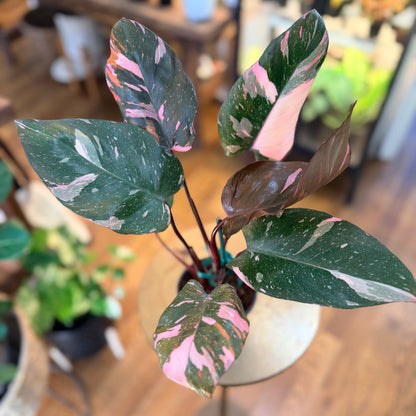 Philodendron 'Pink Marble King’