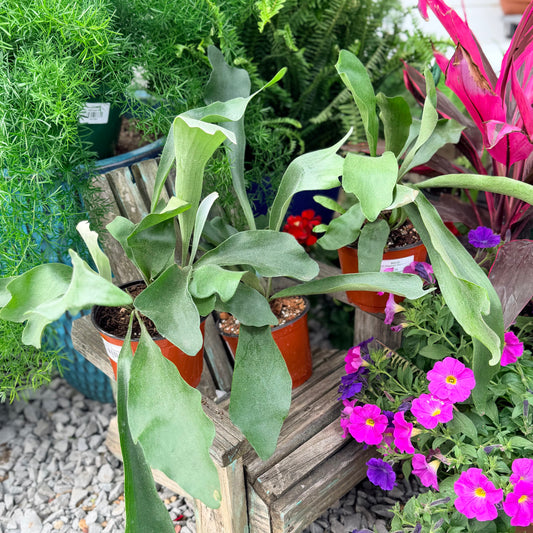 Fern ‘Staghorn’ (Platycerium)