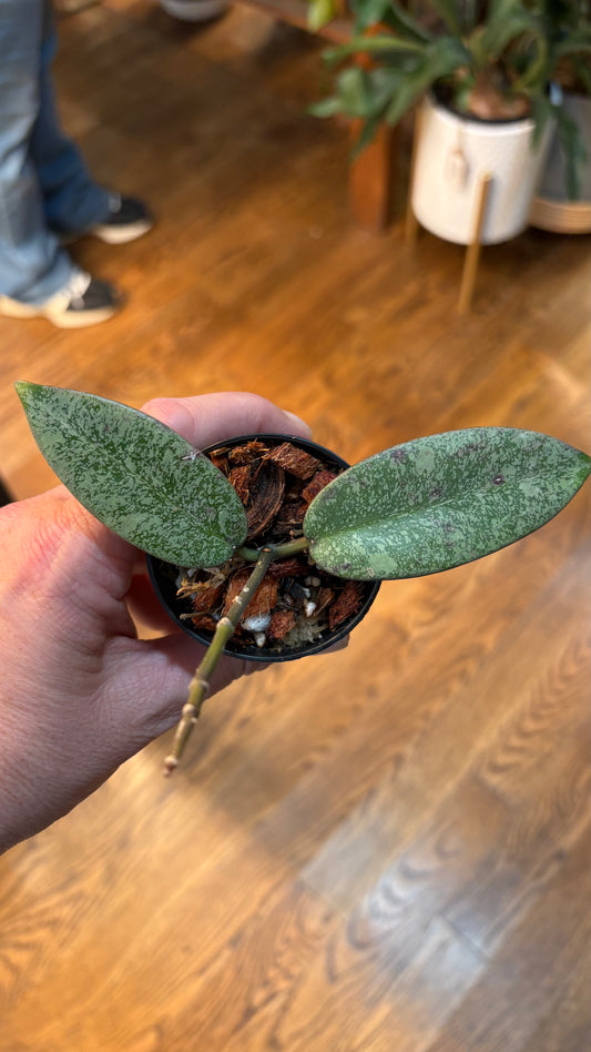 Hoya Silver Dollar Splash