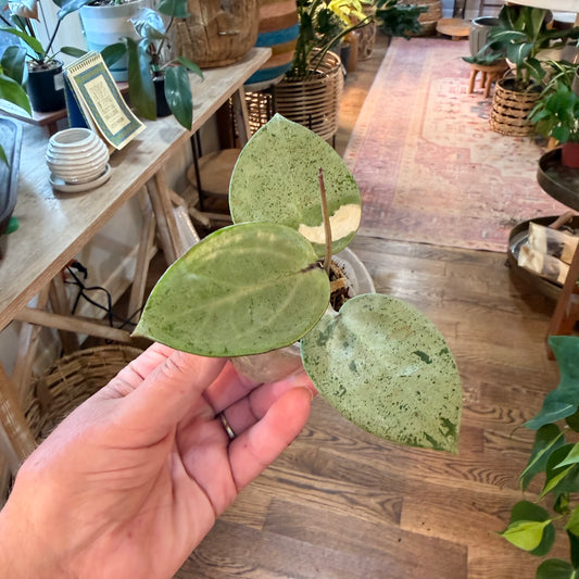 Hoya 'Verticillata Silver Heart’