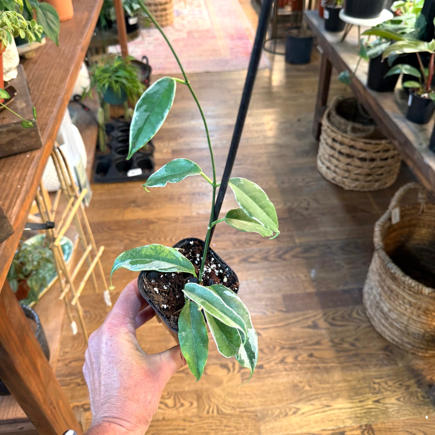 Hoya ‘Buotii Albo’