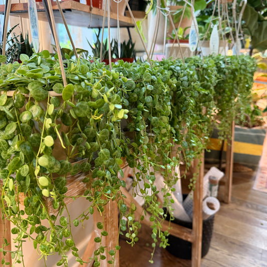 Peperomia 'String of Turtles'