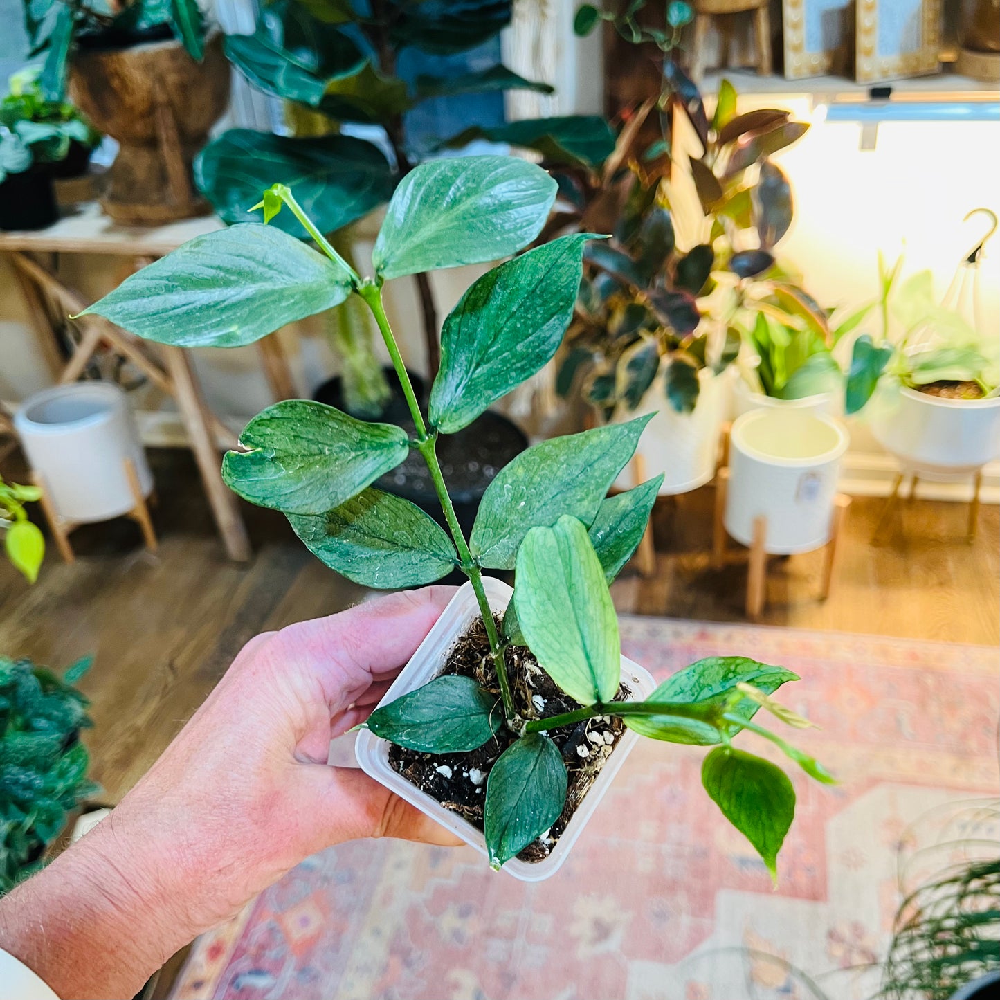 Hoya Polyneura Silver