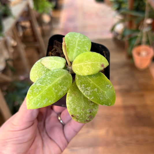 Hoya Phu Yen Sp.