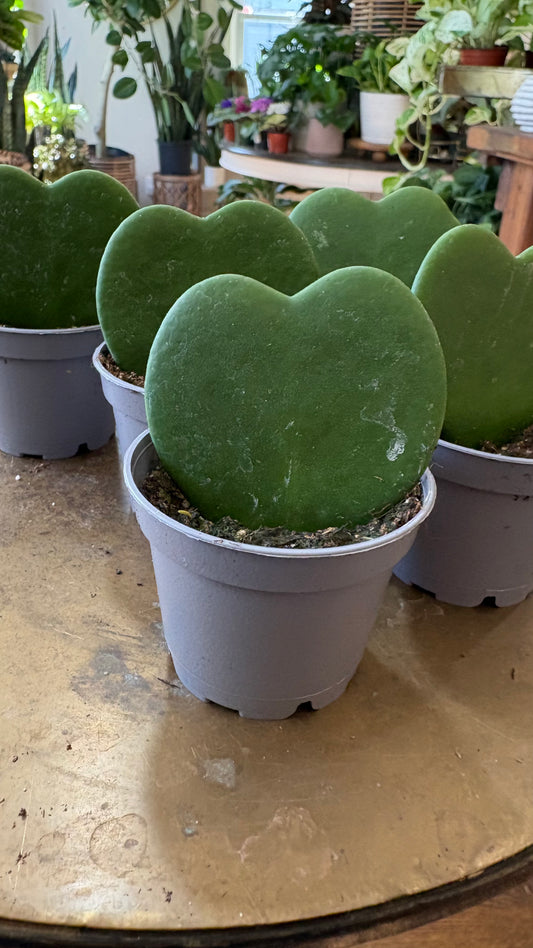 Hoya 'Kerrii Green Heart'