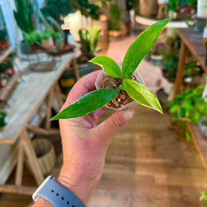 Hoya Publicalyx Albomarginata splash