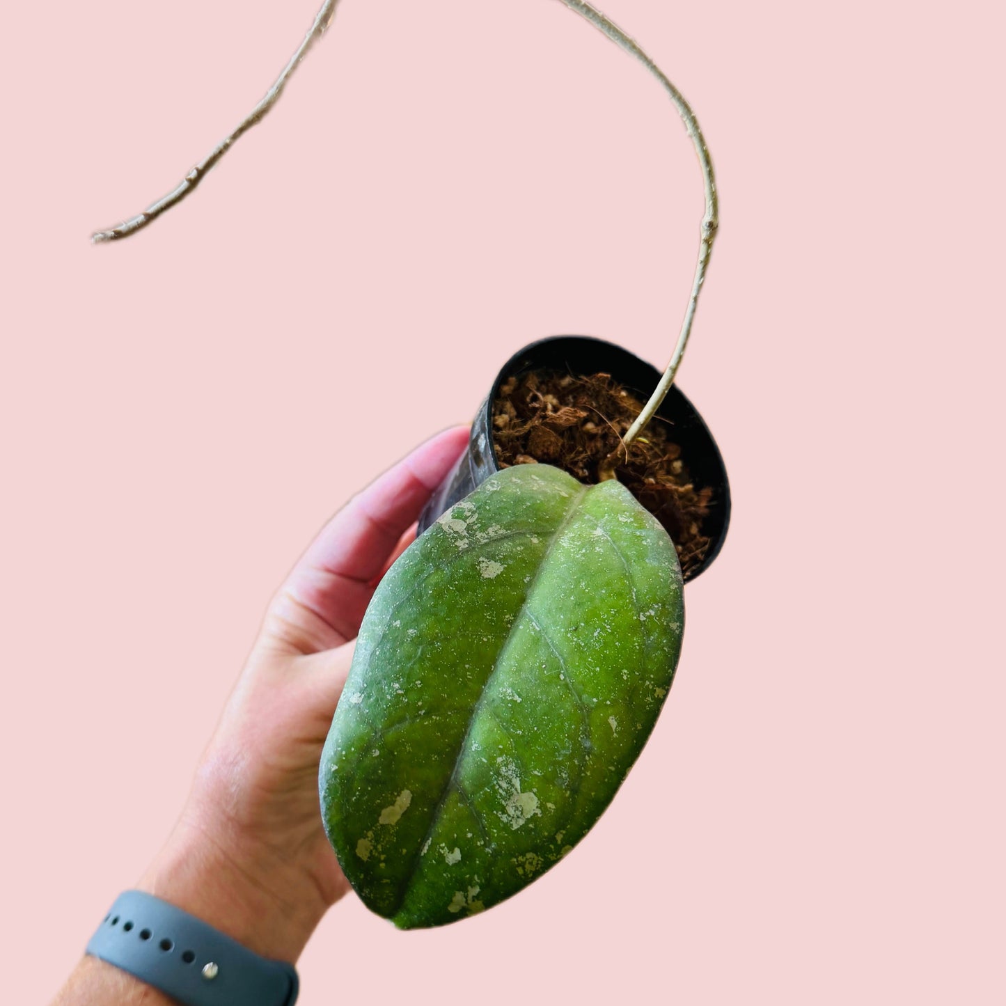 Hoya Ceereen