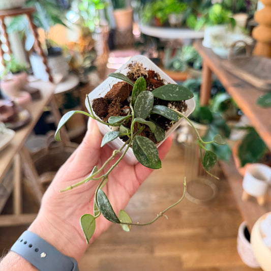 Hoya Lima splash