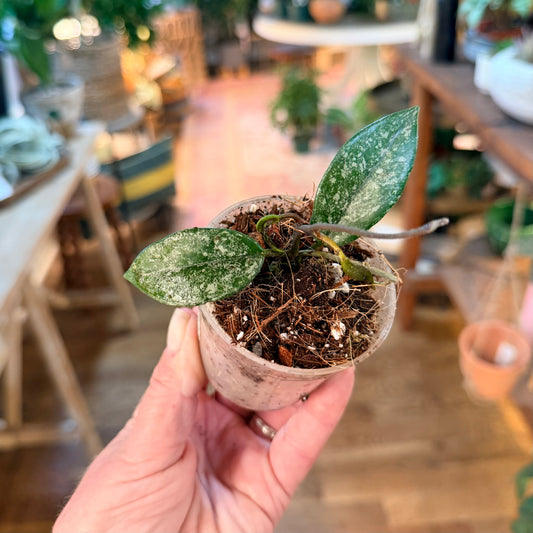 Hoya ‘Dasyantha’ Splash