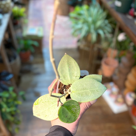 Hoya Verticillata Silver Heart