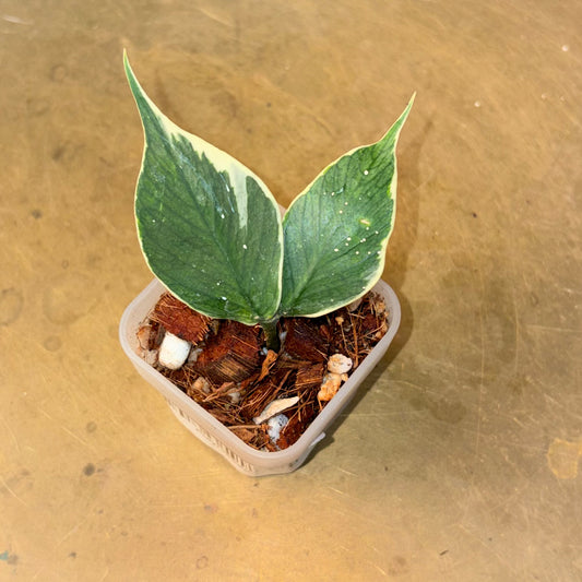 Polyneura Outer variegation