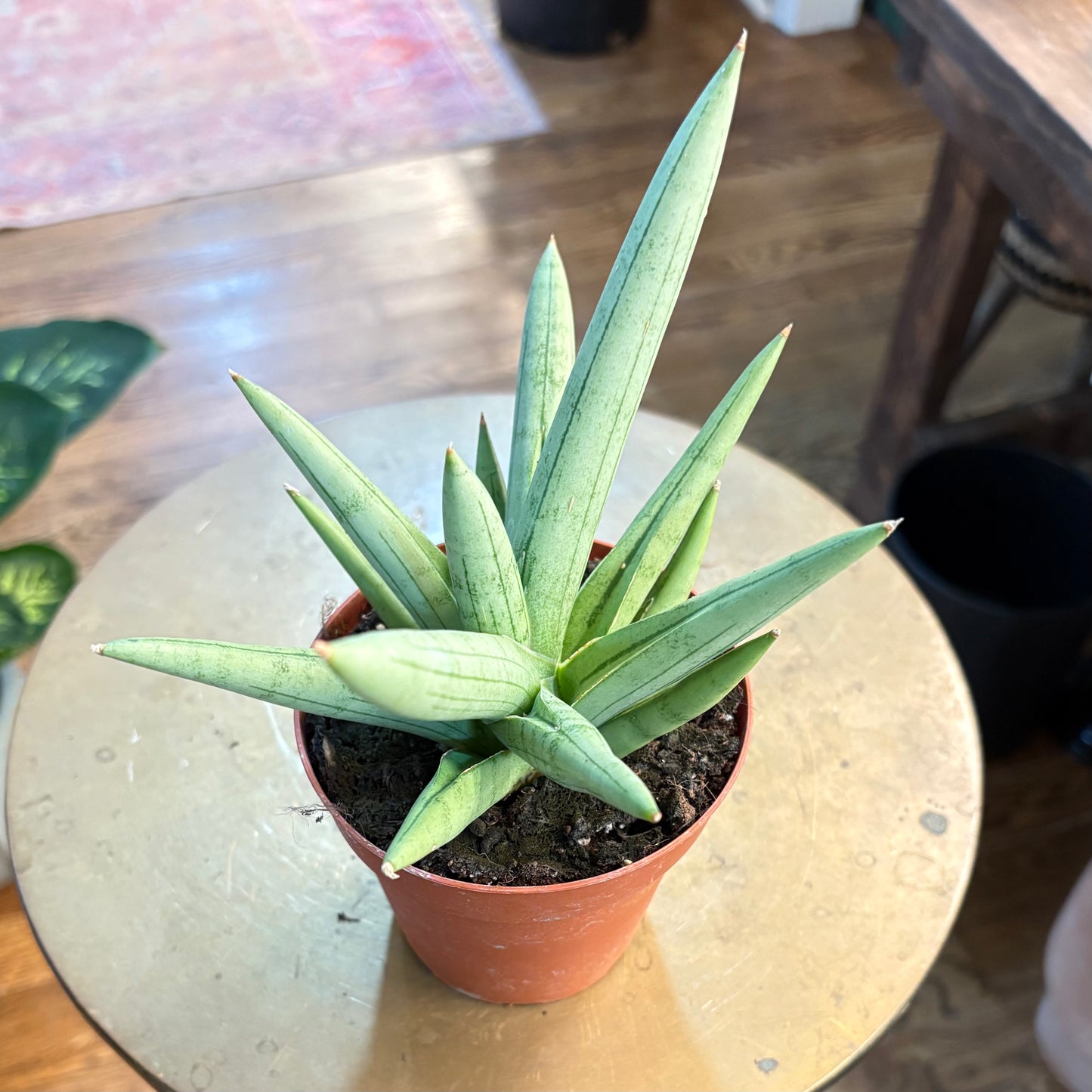 Sansevieria silver crown