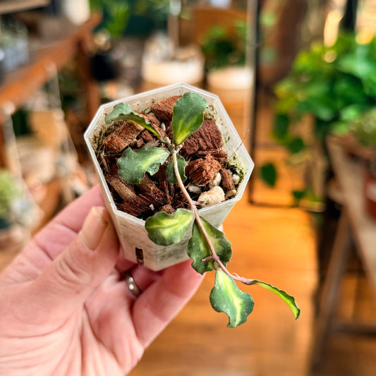Hoya kayakumariana variegated