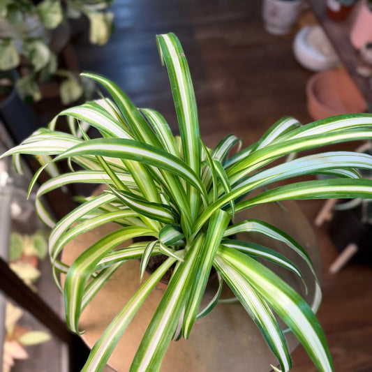 Spider plant